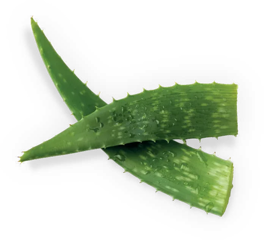 Aloe vera levél